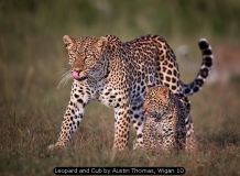 Leopard and Cub by Austin Thomas, Wigan 10