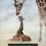 Mummys Boy by Wendy Stowell, Chorley