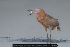 Reddish Egret Tossing Catch by Stephen Moon, Chorley