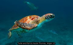 Turtle and Fish by Austin Thomas, Wigan 10