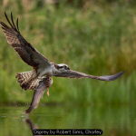 Osprey by Robert Sims, Chorley