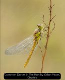 Common Darter In The Rain by Gillian Moon, Chorley