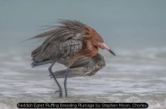 Reddish Egret Fluffing Breeding Plumage by Stephen Moon, Chorley