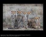 Cheetah Family by Annie Nash, EAF