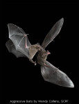 Aggressive Bats by Wendy Collens, SCPF