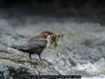 Dipper with Nesting Material by Philip Barber, LCPU