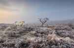 New Forest Pony in Misty Dawn by Ferg Cowhig, SCPF