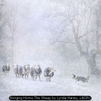 Bringing Home The Sheep by Lynda Haney, L&CPU