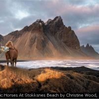 Icelandic Horses At Stokksnes Beach by Christine Wood, L&CPU