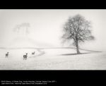 In Winter Fog by Hunter Kennedy, SPF