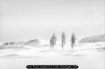 Five Trees Iceland by Colin Westgate, EAF