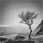 Mystical tree by Heather Bodle, WCPF
