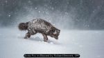 Arctic Fox in Blizzard by Richard Bennett, SPF