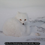 Artic Fox Resting by Michael Windle, MCPF