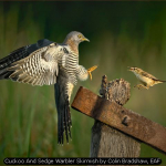 Cuckoo And Sedge Warbler Skirmish by Colin Bradshaw, EAF