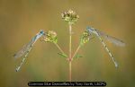 Common Blue Damselflies by Tony North, L&CPU
