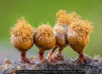 Slime Mold At Spore Release Stage by David Myles, MCPF