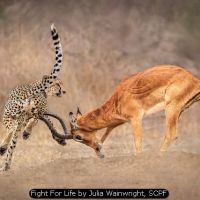 Fight For Life by Julia Wainwright, SCPF