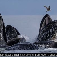 Humpbacks Bubble Netting by Bob Martin, L&CPU