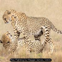 Play Fighting by Maggie James, CACC
