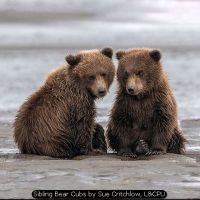Sibling Bear Cubs by Sue Critchlow, L&CPU