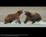 Brown Bear Fight Alaska by Gordon Rae, Dumfries