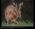 Brown Hare Loping by Caroline Tillet, Wayland