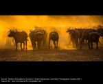 Buffalo Silhouettes at Sundown by Robert Macdonald, Colchester