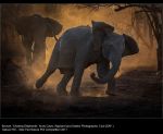 Chasing Elephants by Andy Caws, Wayland