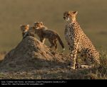 Cheetah with Family by Ian Whiston, Crewe