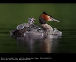 Great Crested Grebe with Chicks by Damian Black, Wigan 10