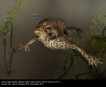Mating Toads by Mike Hudson, Evolve Group