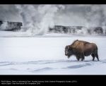 Bison in Yellowstone Park by Annette Hockney, LCPU