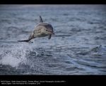 Bottle Nosed Dolphin by Pamela Wilson, NIPA