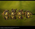 Four Wasps by Roy Rimmer, LCPU