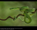 Green Pit Viper by Sheila Haycox, WCPF