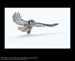 Hawk Owl with Prey by Jeffrey Hoffman, NEMPF