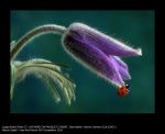 Ladybird on Pasque Flower by Dave Martin, CACC