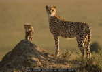 Alert Cheetah Mother by Ian Whiston, LCPU
