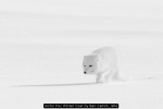 Arctic Fox Winter Coat by Ben Carrick, SPA