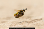 Beewolf Wasp Carrying Honeybee by Simon Jenkins, EAF