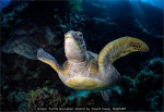 Green Turtle Bunaken Island by David Keep, NEMPF