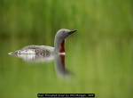 Red Throated Diver by Phil Morgan, WPF