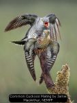 Common Cuckoos Mating by Jamie MacArthur, NEMPF