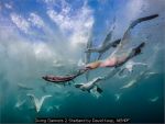 Diving Gannets 2 Shetland by David Keep, NEMPF