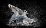 Fighting Gulls by Emma Woodhouse, WPF