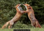 Fox Fight by Terri Adcock, CACC