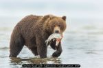 Grizzly Bear with Salmon by Susan Carter, WPF
