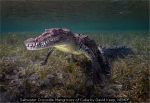 Saltwater Crocodile Mangroves of Cuba by David Keep, NEMPF