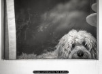 Doggie Lockdown by Pat Barbour